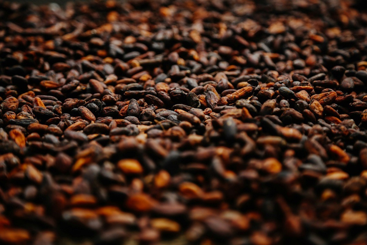 cacao