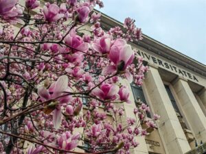 magnolii