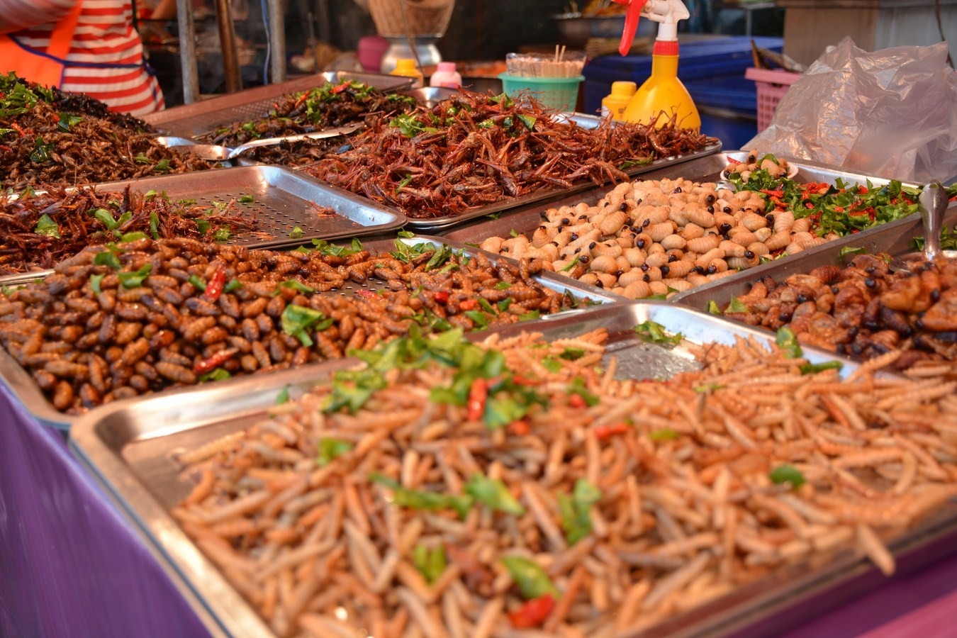 insecte, alimente, mancaruri, greieri