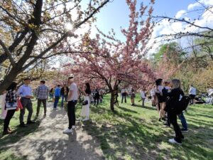 cires japonez Grădina Japoneză Herăstrău București