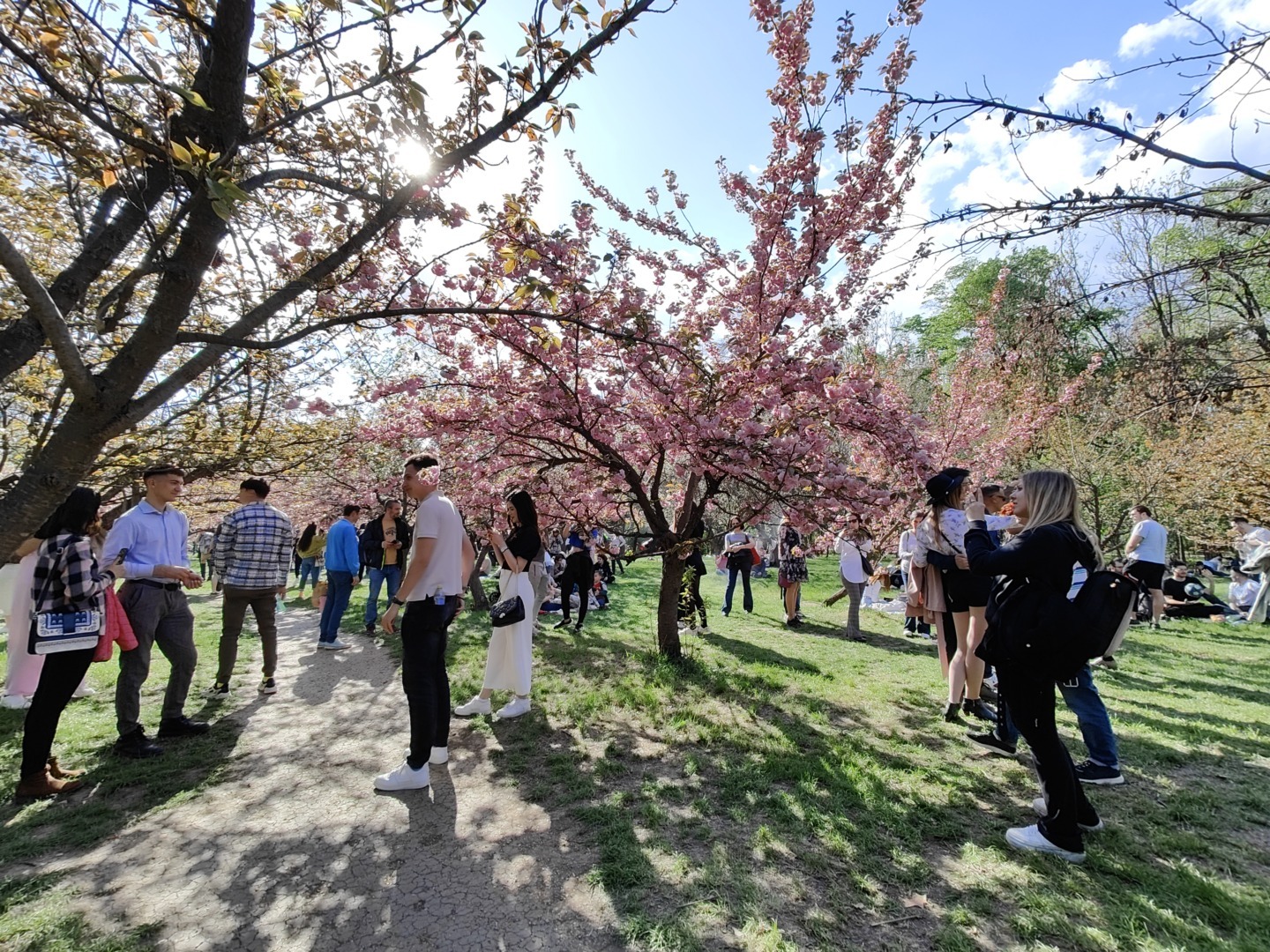 cires japonez Grădina Japoneză Herăstrău București