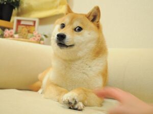 mema Doge, Dogecoin