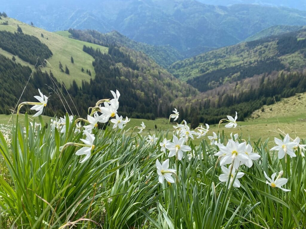 Poiana cu narcise