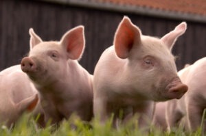 EFSA, porcine, PPA, România