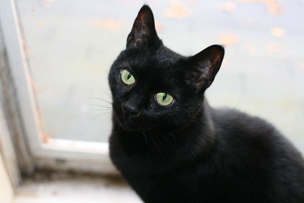 pets, animale de companie, pisica neagra, mostenitoare 