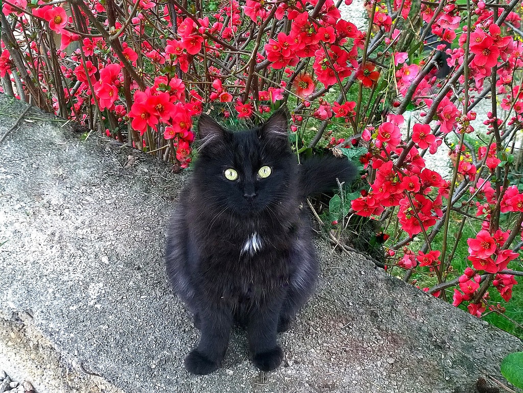 pets, animale de companie, mostenitoare, tommaso 