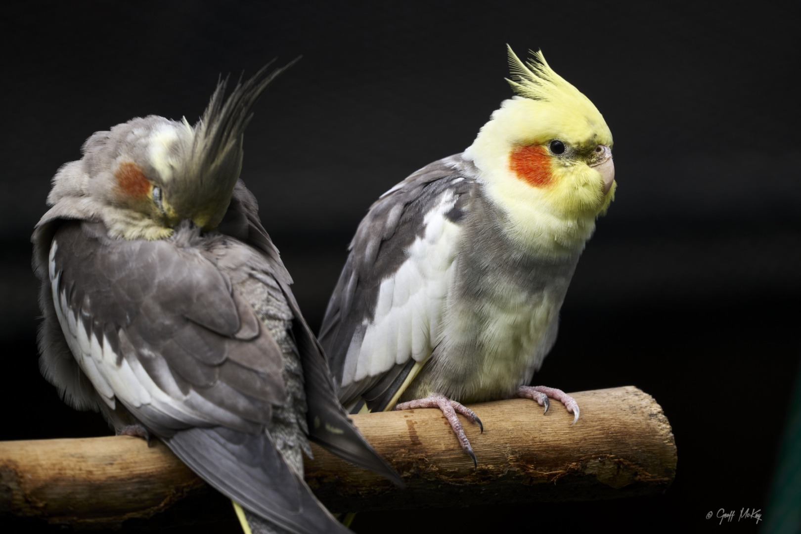 pets, animale de companie, animale de companie mostenitoare, milioane, papagali e