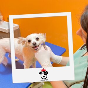 Veterinar