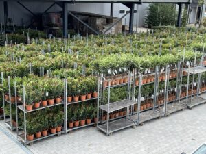 Flori, plante