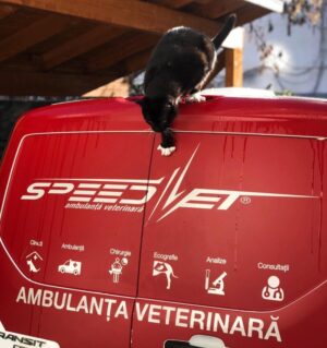 Speed Vet