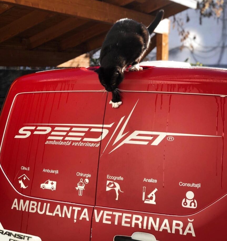 Speed Vet