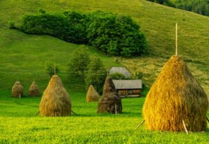 Căpițe de fând Transilvania România