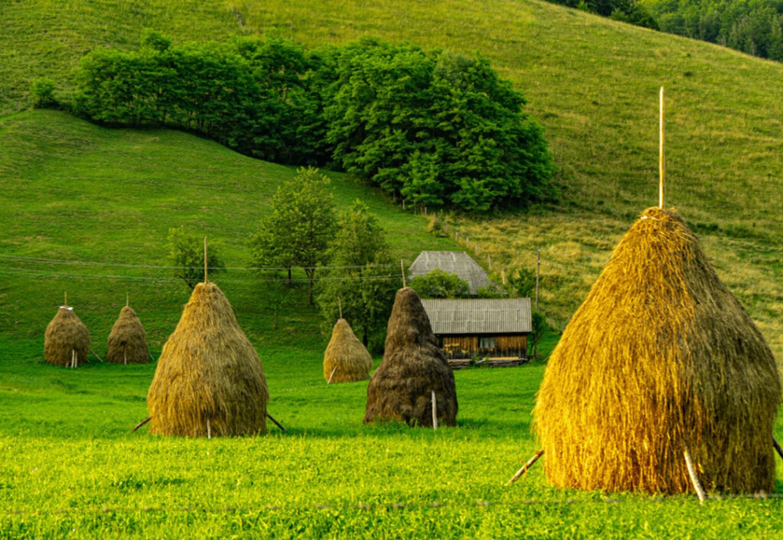 Căpițe de fând Transilvania România