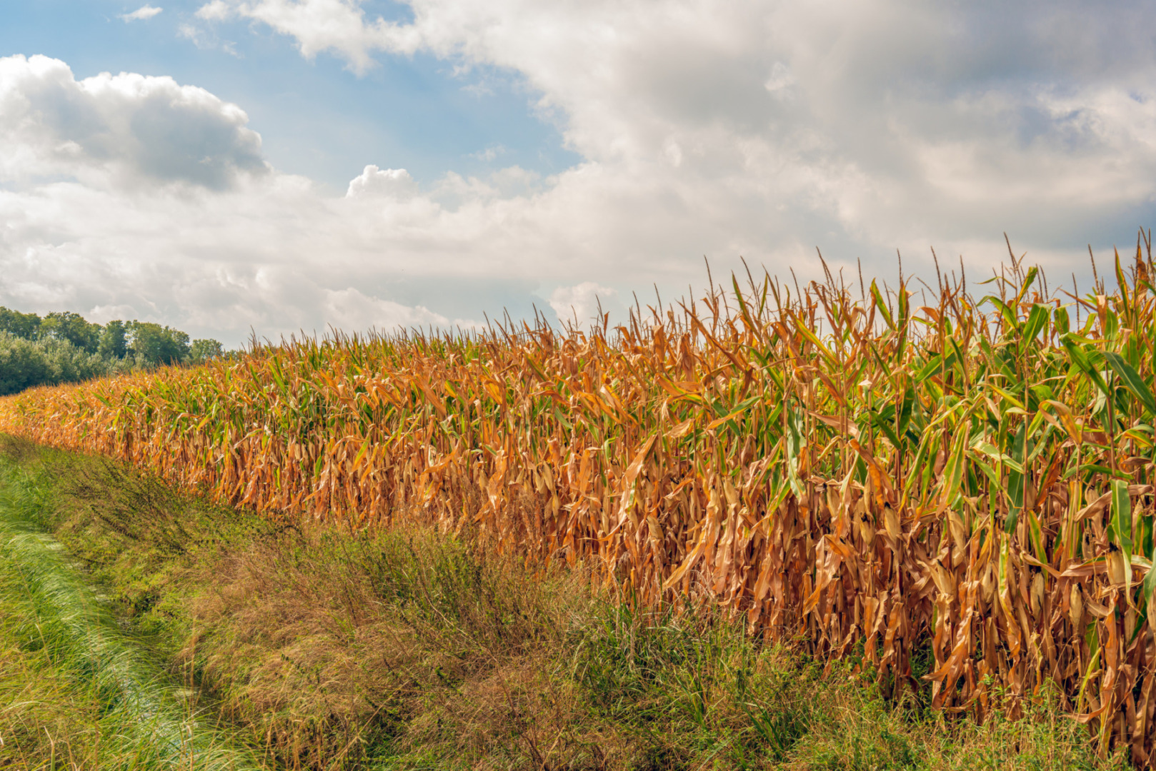 culturi de porumb/schimbări climatice agricultură