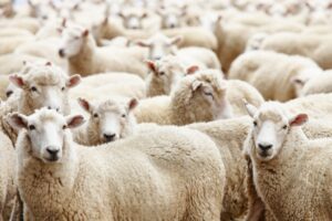 oi ovine