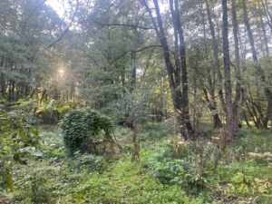pădure