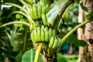 un bananier cu ciorchini de banane în el