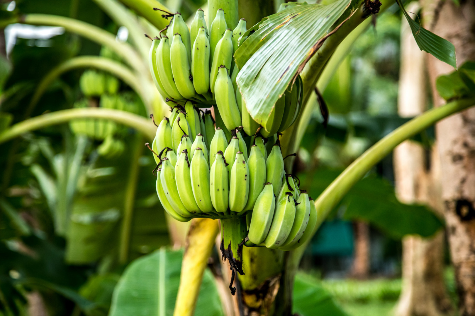 un bananier cu ciorchini de banane în el