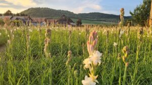 Sărbătoarea Tuberozelor, Sighişoara